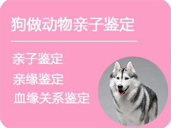 辽宁省狗做动物亲子鉴定