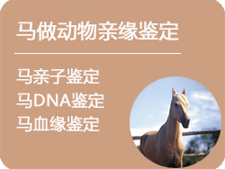 辽宁省马做动物亲缘鉴定
