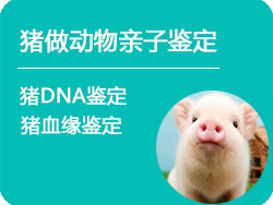辽宁省猪做动物亲子鉴定